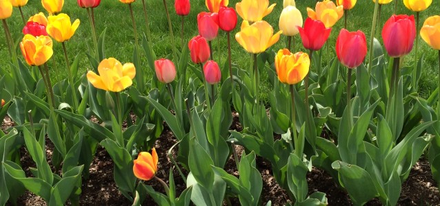 Boston Public Garden in Spring