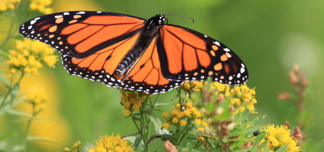 Monarch Butterfly