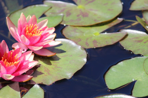 Artistic Expression in Water Lily