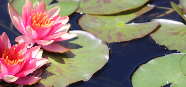 shutterstock_140310391 water lily