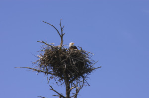 Artistic Expression Eagle's Nest