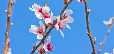 Almond Blossoms featured